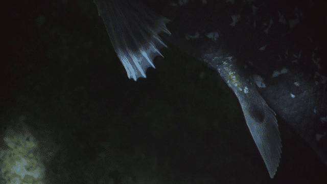 Deep Ocean:　Kingdom of the Coelacanth