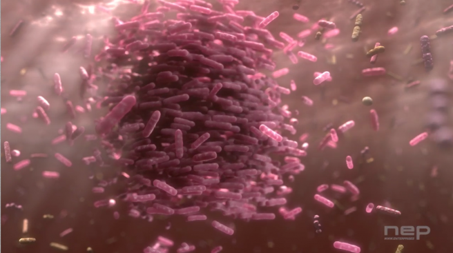 小腸に暮らす腸内細菌。画像はストレスなどとも関係の深い"バクテロイデス・フラジリス"