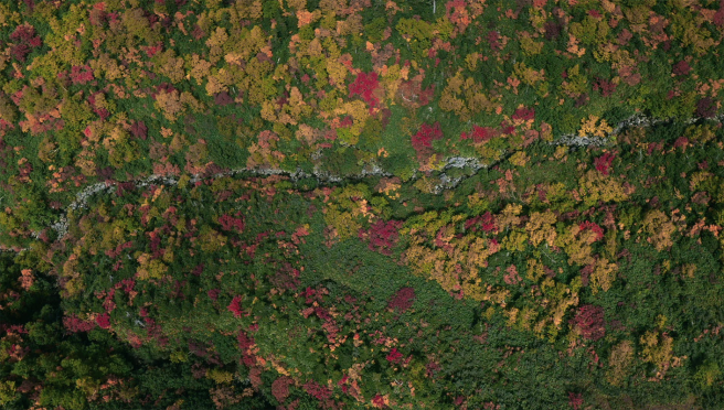 紅葉の山肌はたくさんの色で染められている