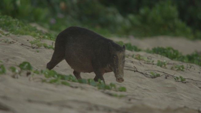 卵を探して砂浜を歩くリュウキュウイノシシ