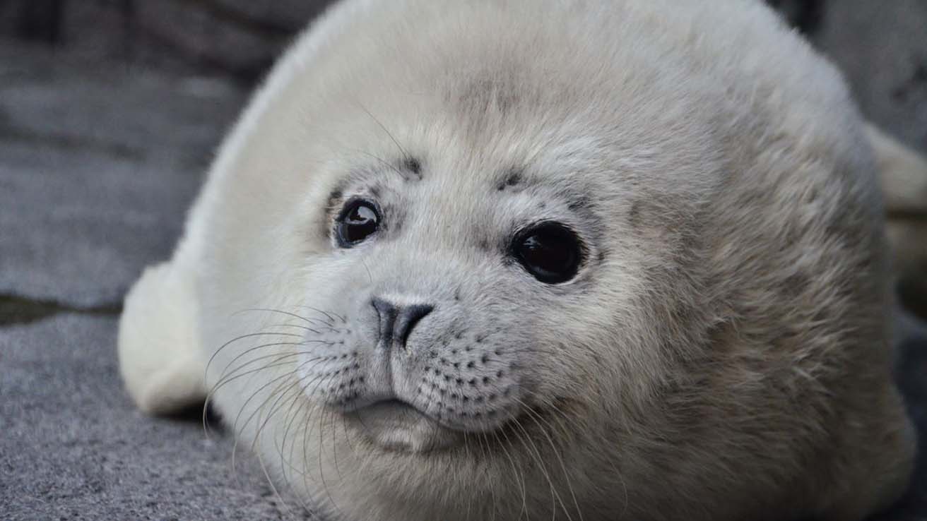 Nhkエンタープライズ 暑い夏に あなたを癒やす73分 こんにちは 動物の赤ちゃん 夏15 Nhkエンタープライズ 暑い夏に あなたを癒やす73分 こんにちは 動物の赤ちゃん 夏15