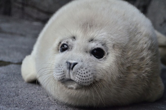 ゴマフアザラシの赤ちゃん(鶴岡市立加茂水族館)