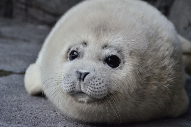 ゴマフアザラシの赤ちゃん（鶴岡市立加茂水族館）