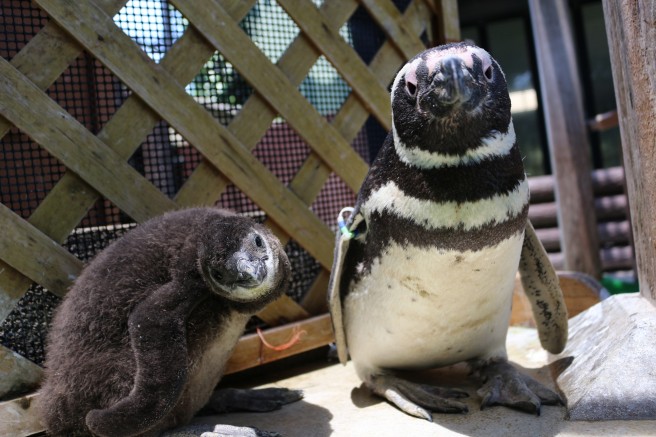 マゼランペンギンの親子（神戸市立須磨海浜水族園）