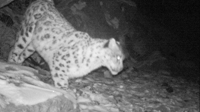 尿でにおいをつけるユキヒョウ（夜間撮影）