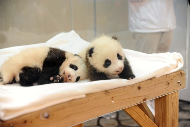 パンダの赤ちゃんにキュン こんにちは 動物の赤ちゃん15 Nhkエンタープライズ