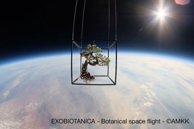EXOBIOTANICA - Botanical space flight -
