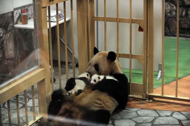 双子の赤ちゃんを抱くお母さん。野生ではほとんど見られない、動物園ならではの映像