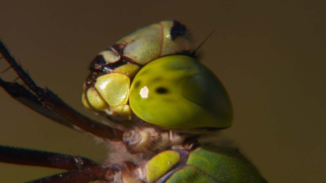 ボアスコープ（虫の目レンズ）で撮影したギンヤンマの横顔