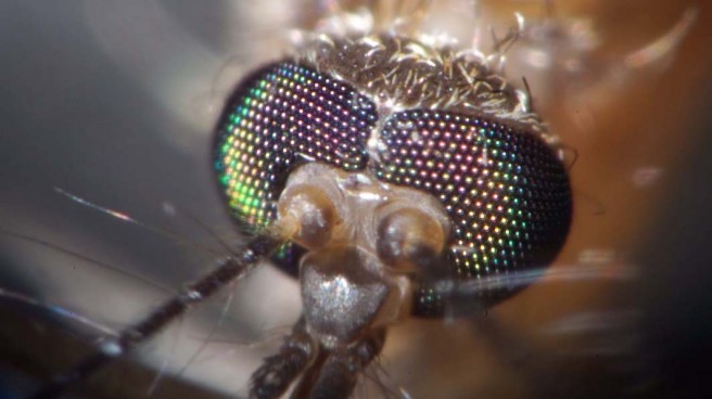 被写界深度の実に深い最新のデジタルマイクロスコープで捕らえた顔のアップ　一般には電子顕微鏡クラスのサイズです　蚊の“髪の毛”って“金髪”なんですね