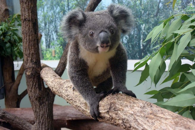コアラの赤ちゃんコロン(オス)(鹿児島市平川動物公園)