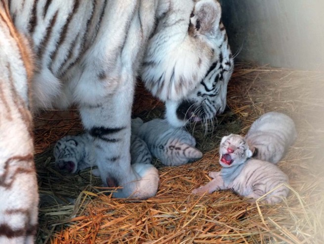 ホワイトタイガーの赤ちゃん（埼玉・東武動物公園）