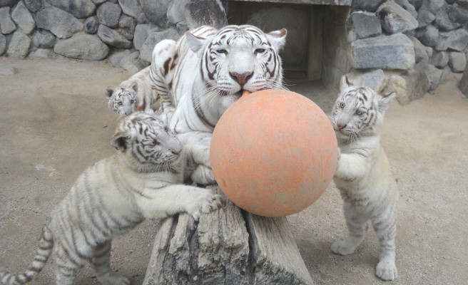 ホワイトタイガーの赤ちゃん（埼玉・東武動物公園）