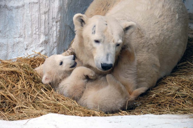 ホッキョクグマのお母さんバフィンとおてんば娘の百々（モモ）（大阪市天王寺動物園）