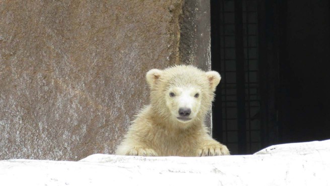 ホッキョクグマのお母さんバフィンとおてんば娘の百々(モモ)(大阪市天王寺動物園)