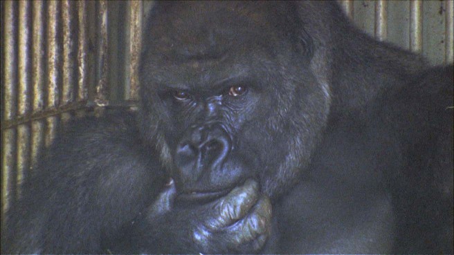 ニシローランドゴリラのシャバーニ(名古屋市東山動植物園)