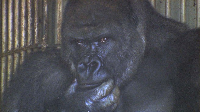 ニシローランドゴリラのシャバーニ（名古屋市東山動植物園）