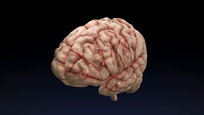 MRIで捉えた頭の内側をリアルにモデリング（ボディ・プロジェクトより）