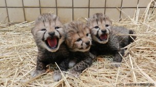 ぱぴぷぺZOO!