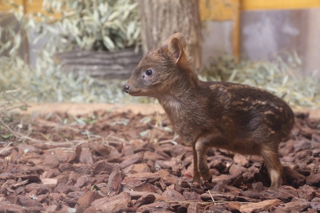 日本で初誕生！　世界最小のシカ　プーズーの赤ちゃん　（Ｃ）埼玉県こども動物自然公園