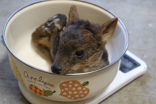 体重を図るのもキッチンスケールで！　　（Ｃ）埼玉県こども動物自然公園