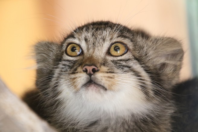 ブサカワ界の新星・マヌルネコの赤ちゃん　　（Ｃ）埼玉県こども動物自然公園