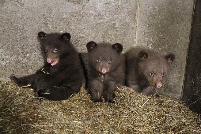 アメリカグマにも三つ子が誕生　　（Ｃ）富士サファリパーク